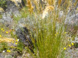 Pentameris eriostoma stems and leaves